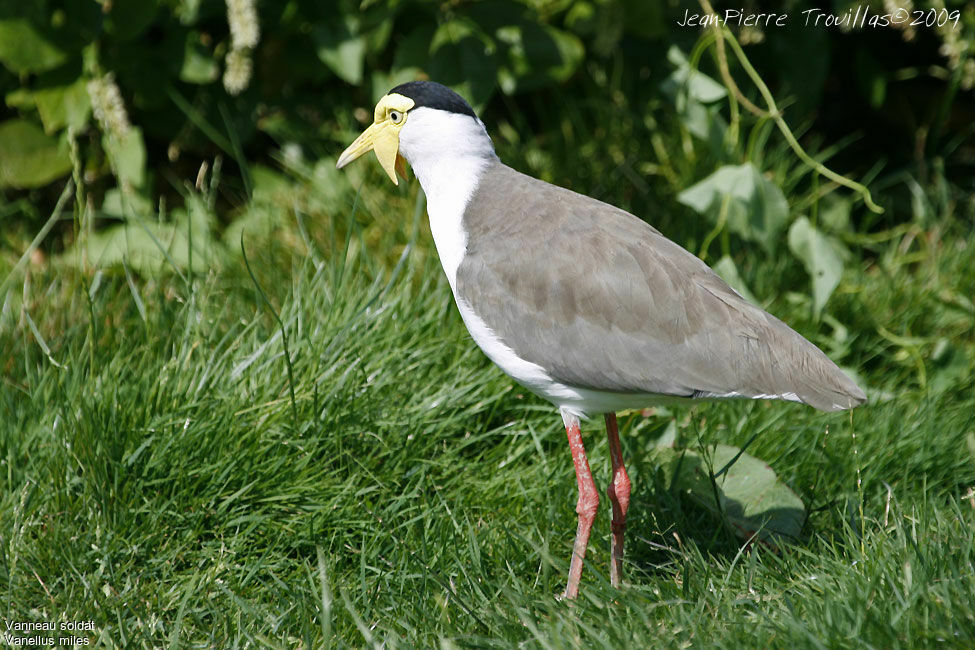 Masked Lapwing