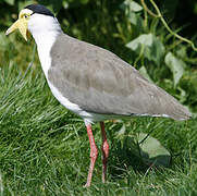 Masked Lapwing