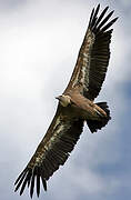 Griffon Vulture