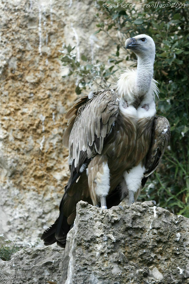 Griffon Vulture