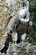 Griffon Vulture