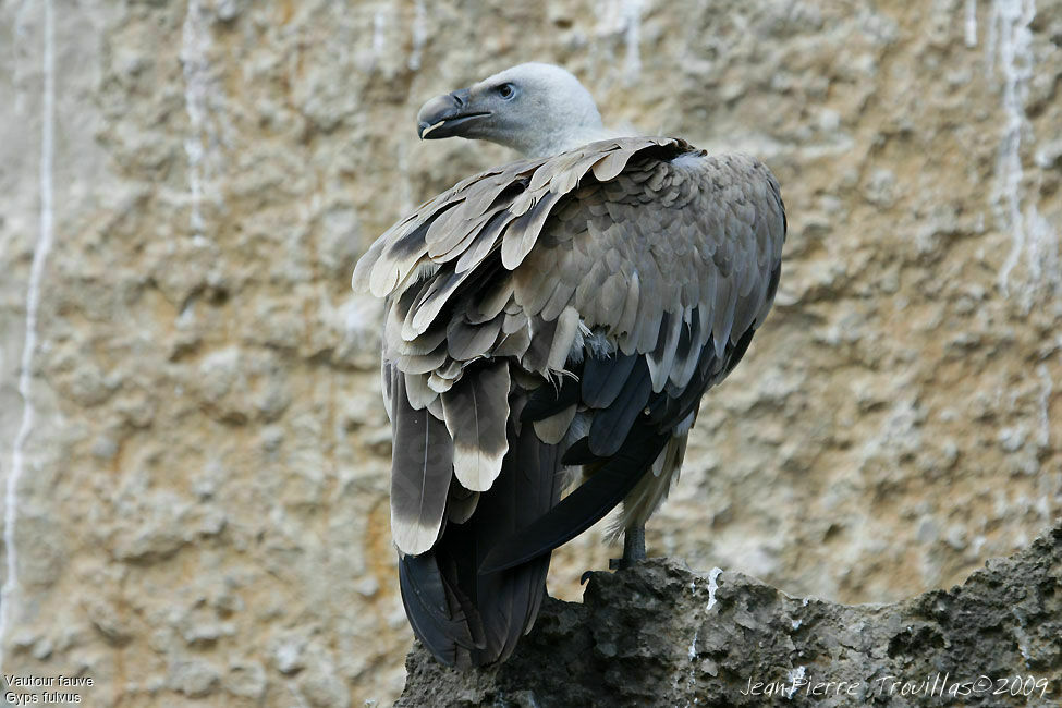 Griffon Vulture