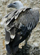 Griffon Vulture