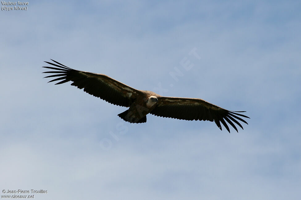 Griffon Vulture