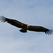 Griffon Vulture