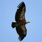 Griffon Vulture