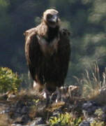 Cinereous Vulture