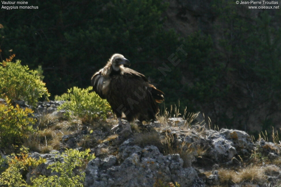 Cinereous Vulture