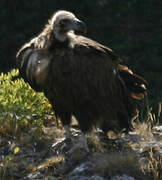 Cinereous Vulture