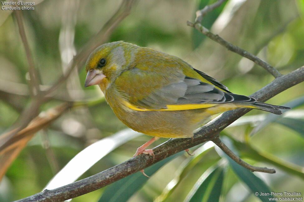 European Greenfinch male adult