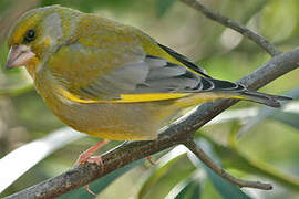 European Greenfinch