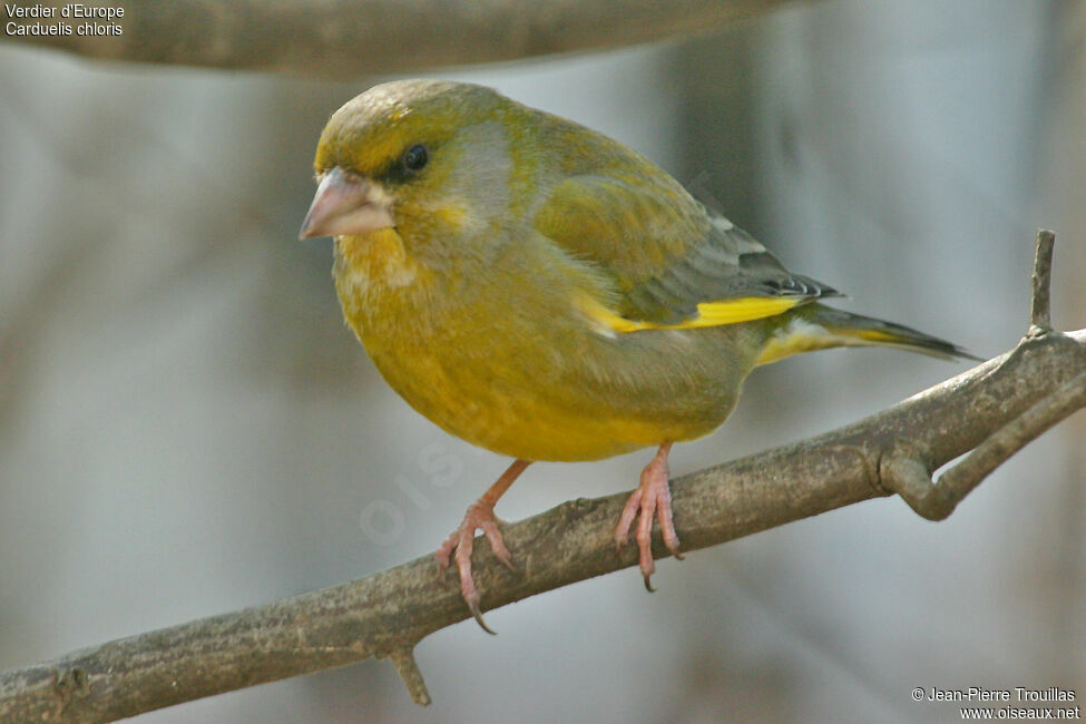 European Greenfinch