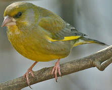 European Greenfinch