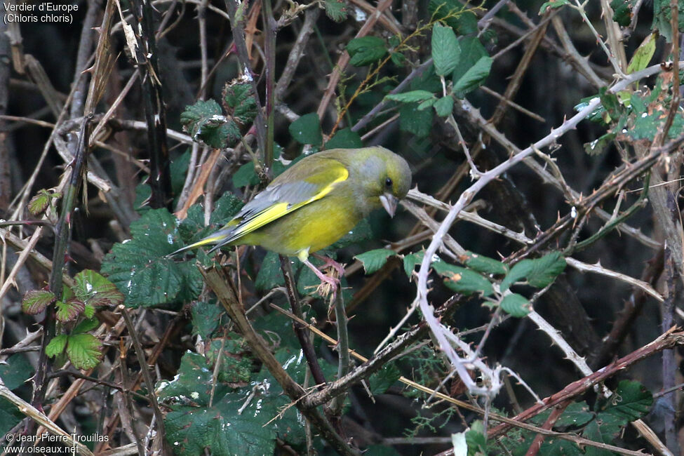 European Greenfinch