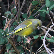 European Greenfinch