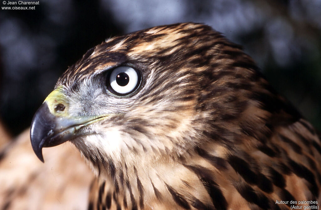 Eurasian Goshawk