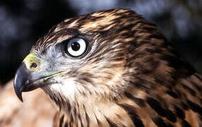 Eurasian Goshawk