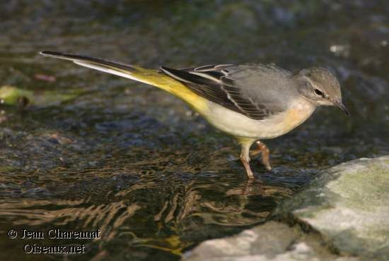 Grey Wagtail