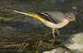 Grey Wagtail