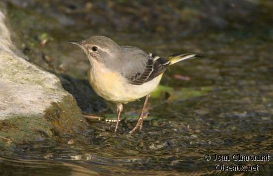 Grey Wagtail