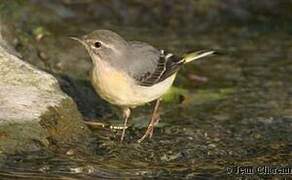 Grey Wagtail