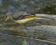 Grey Wagtail