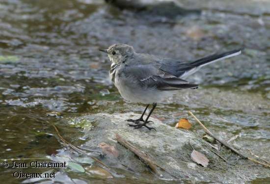 White Wagtail