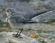 White Wagtail