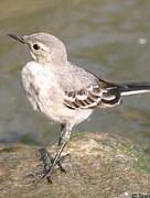 White Wagtail