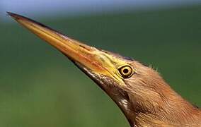 Little Bittern