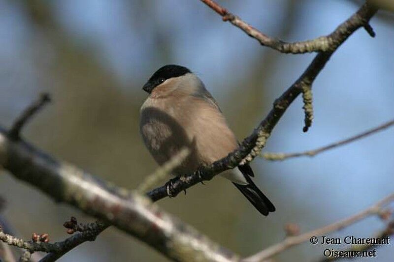 Eurasian Bullfinch