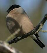 Eurasian Bullfinch