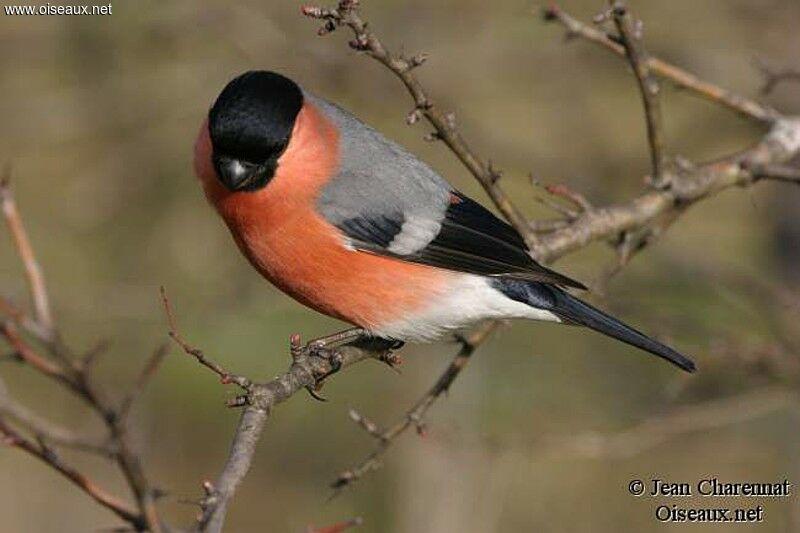 Eurasian Bullfinch