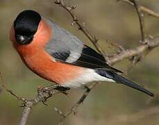 Eurasian Bullfinch