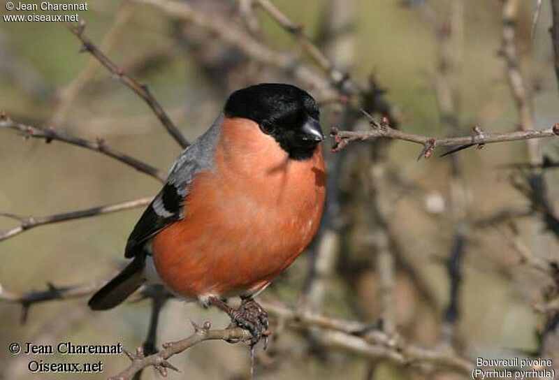 Eurasian Bullfinch