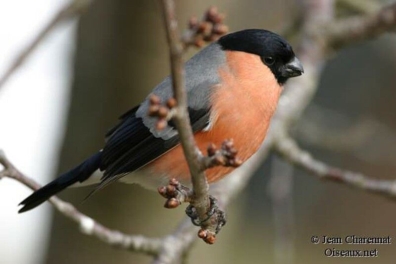 Eurasian Bullfinch