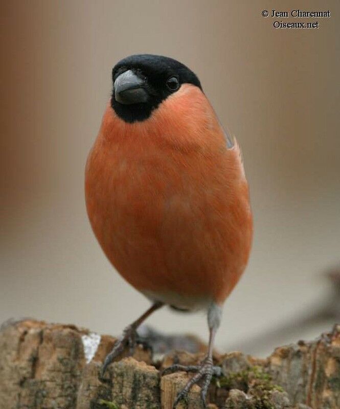 Eurasian Bullfinch