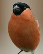 Eurasian Bullfinch