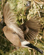 Eurasian Bullfinch