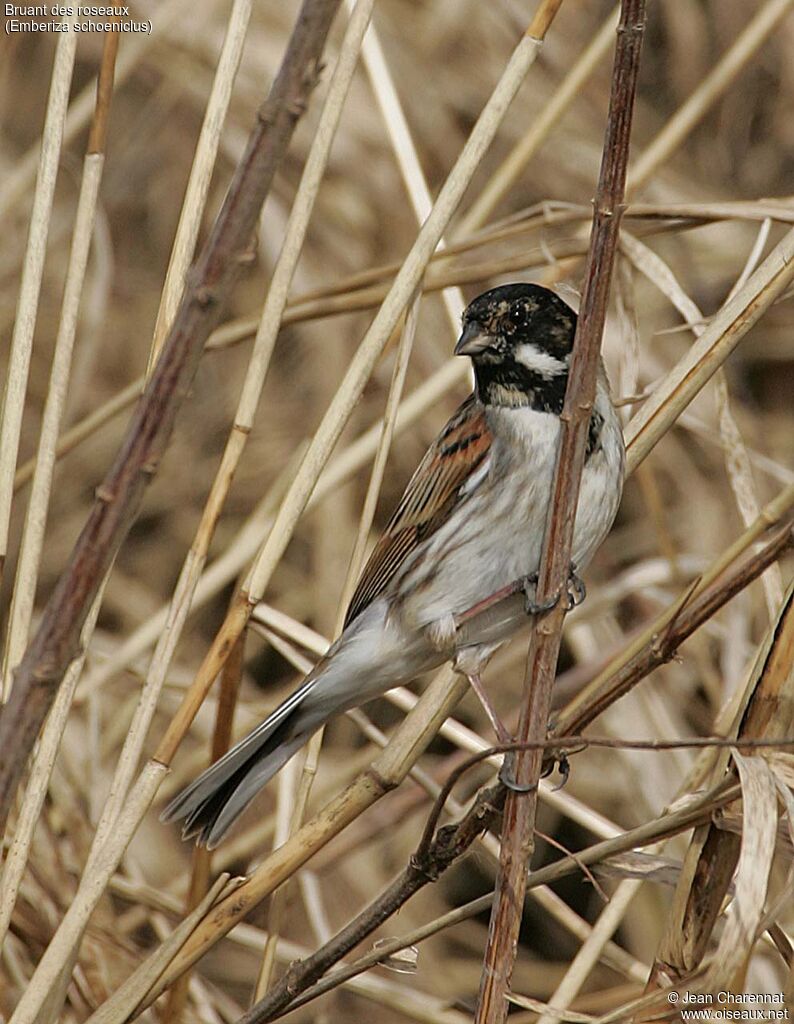 Common Reed Bunting