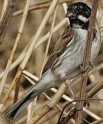 Common Reed Bunting