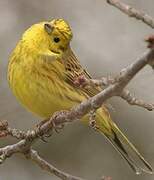 Yellowhammer