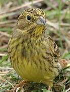 Yellowhammer