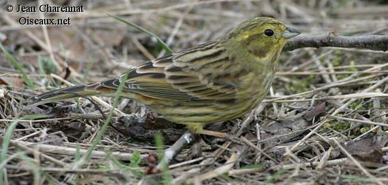 Yellowhammer