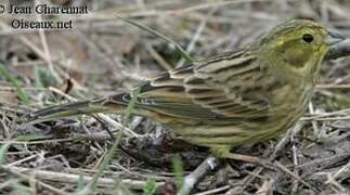 Yellowhammer