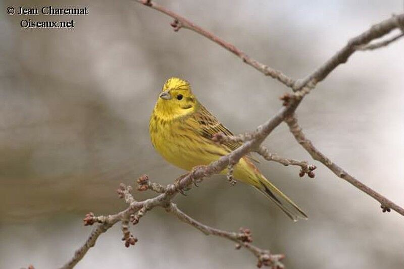 Bruant jaune