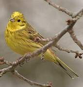 Yellowhammer