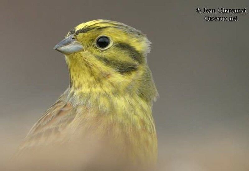 Bruant jaune