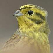 Yellowhammer