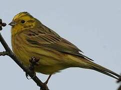 Yellowhammer